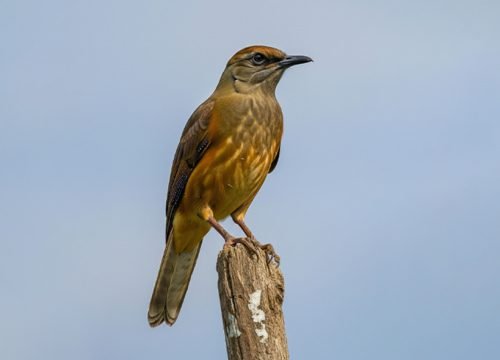 Birdwatching 7 días 6 noches