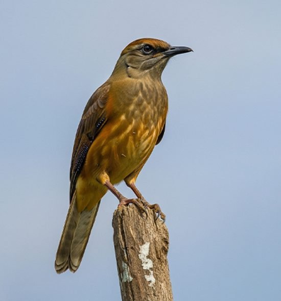 Birdwatching 7 días 6 noches