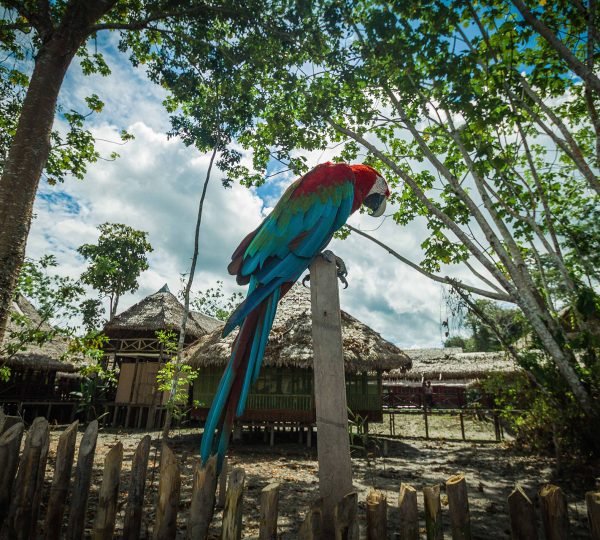 Heliconia Amazon River